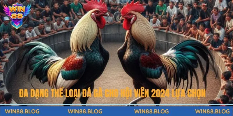 Đa dạng thể loại đá gà cho hội viên lựa chọn